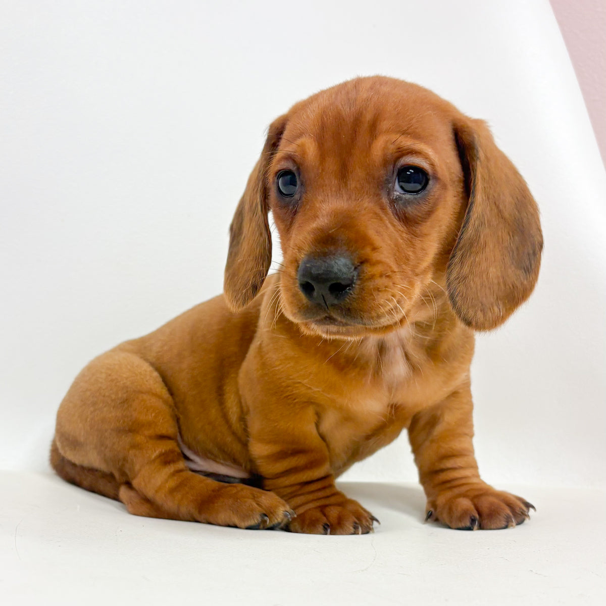 Slim- Male Mini Dachshund