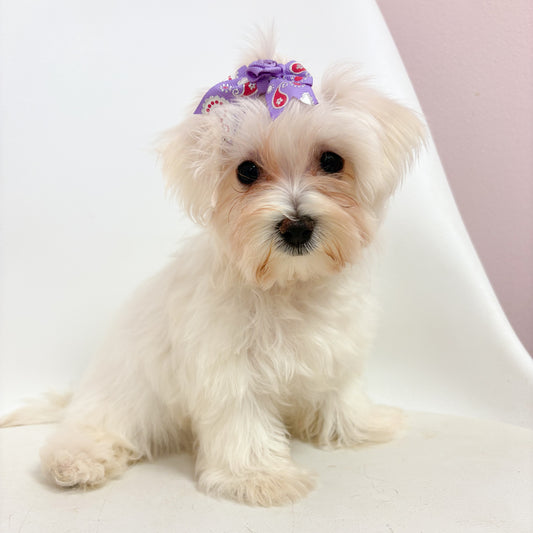 Baby- Female Morkie