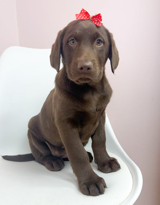 Emma- Female Labrador Retriever