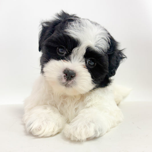 Oreo-Male Maltizu