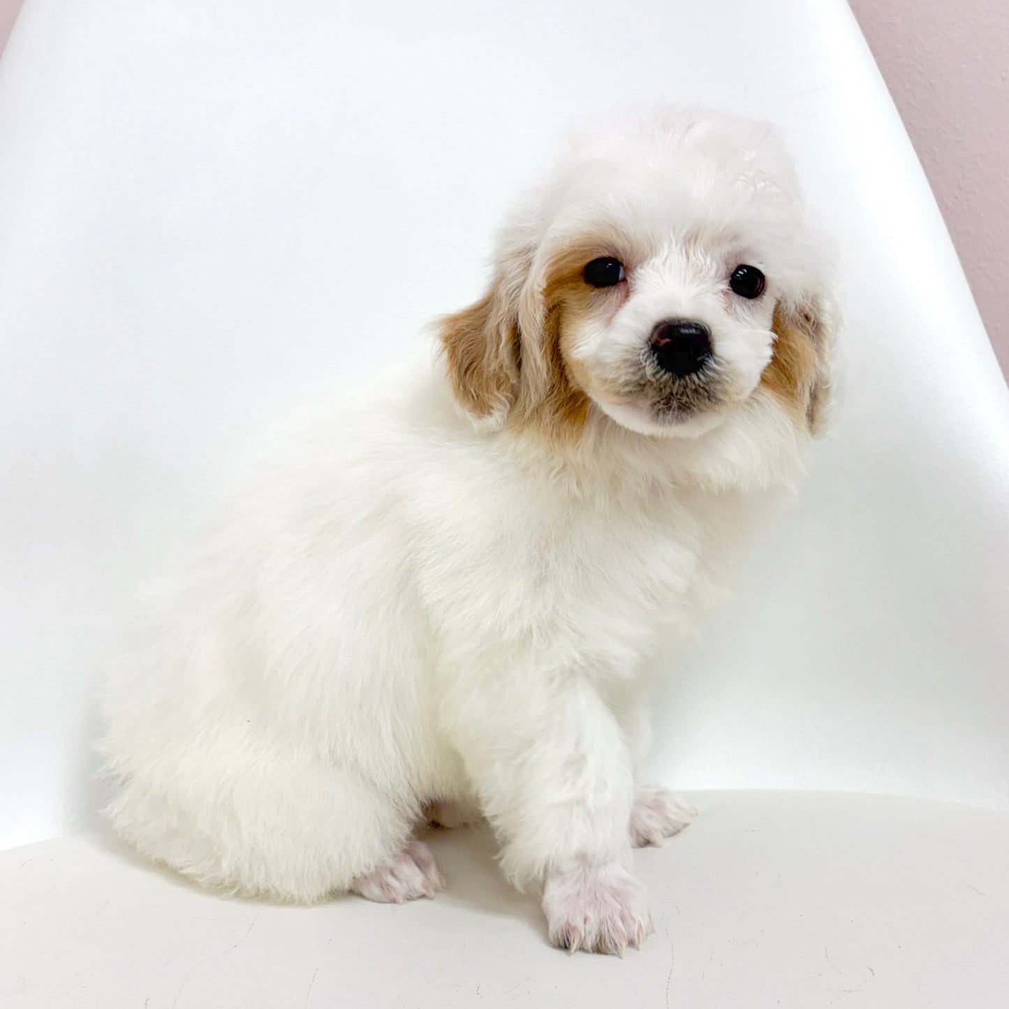Sterling- Male Toy Poodle
