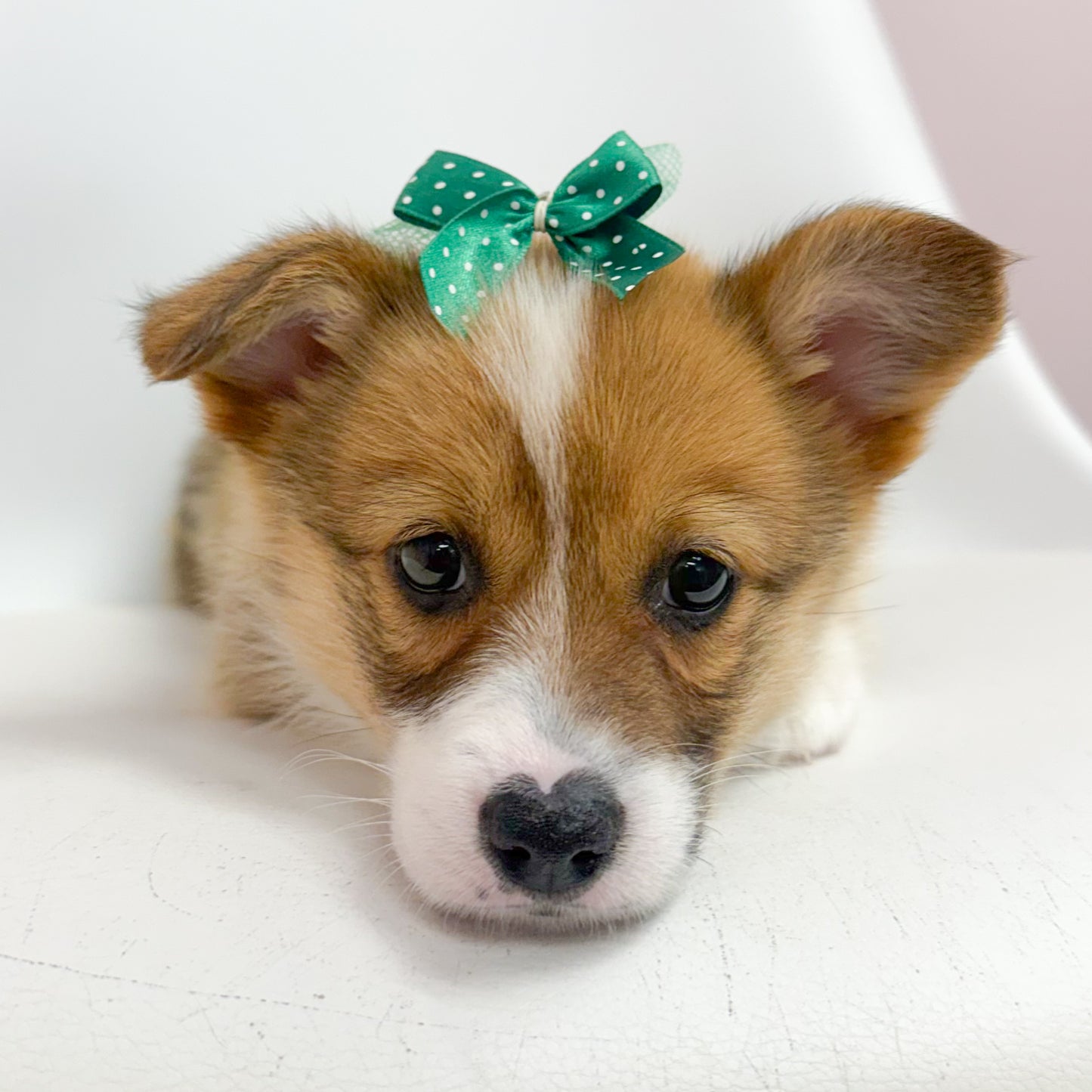 Livy- Female Corgi