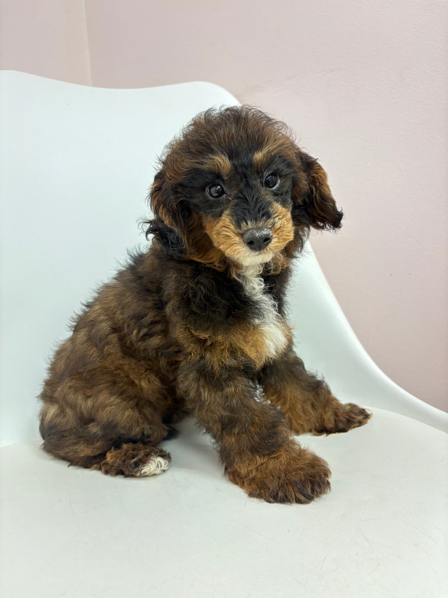 Romeo- Male Mini Poodle