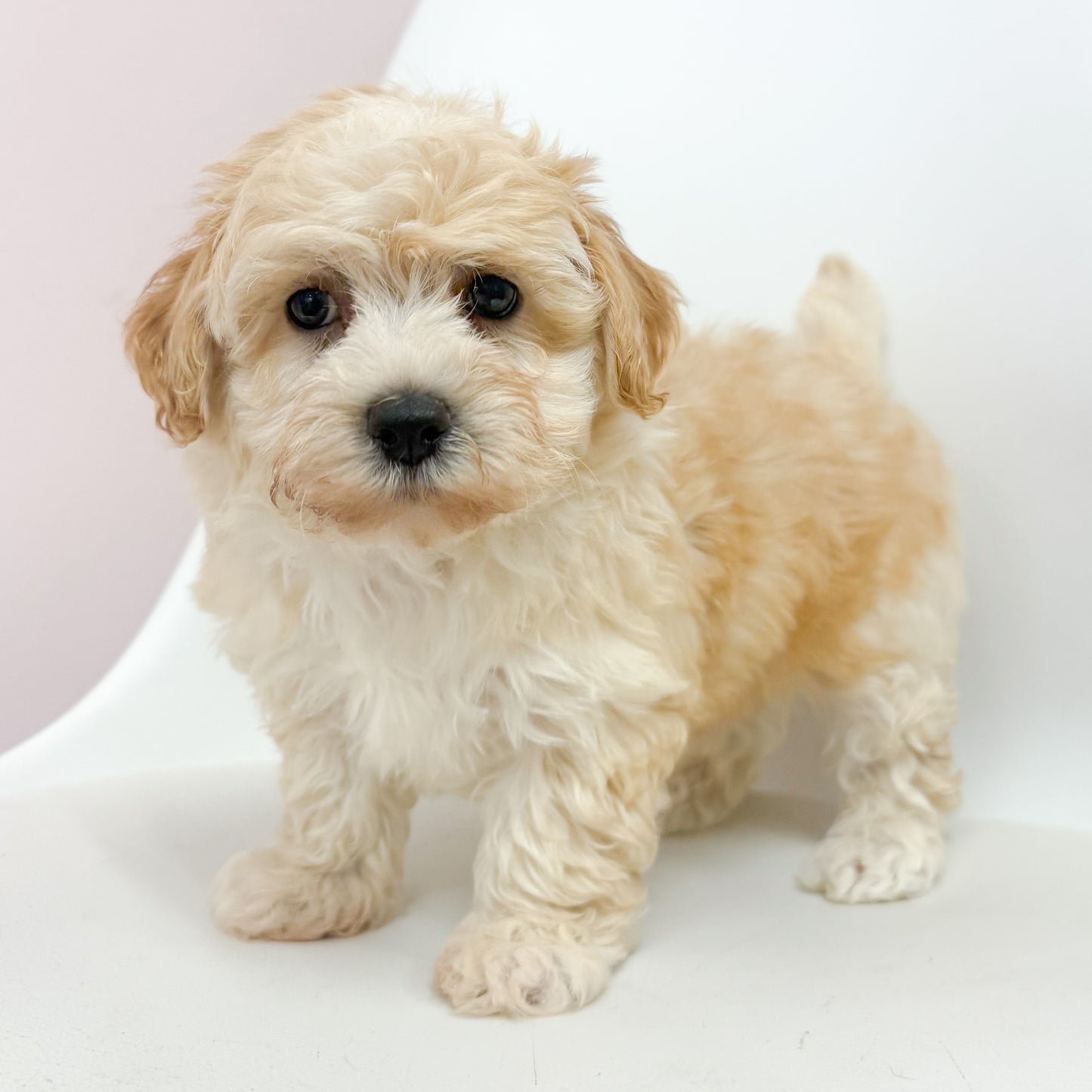 Wrigley-Male Maltipoo