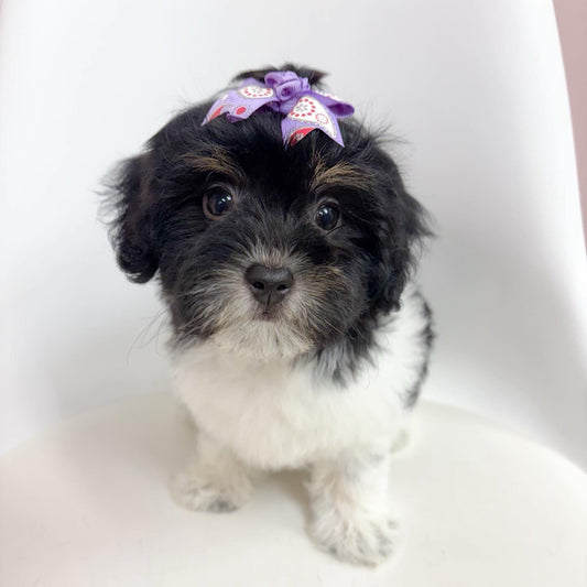 Happy- Female Havanese