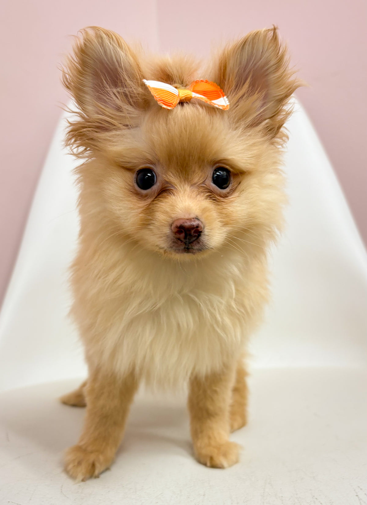 Poppy- Female Pomeranian