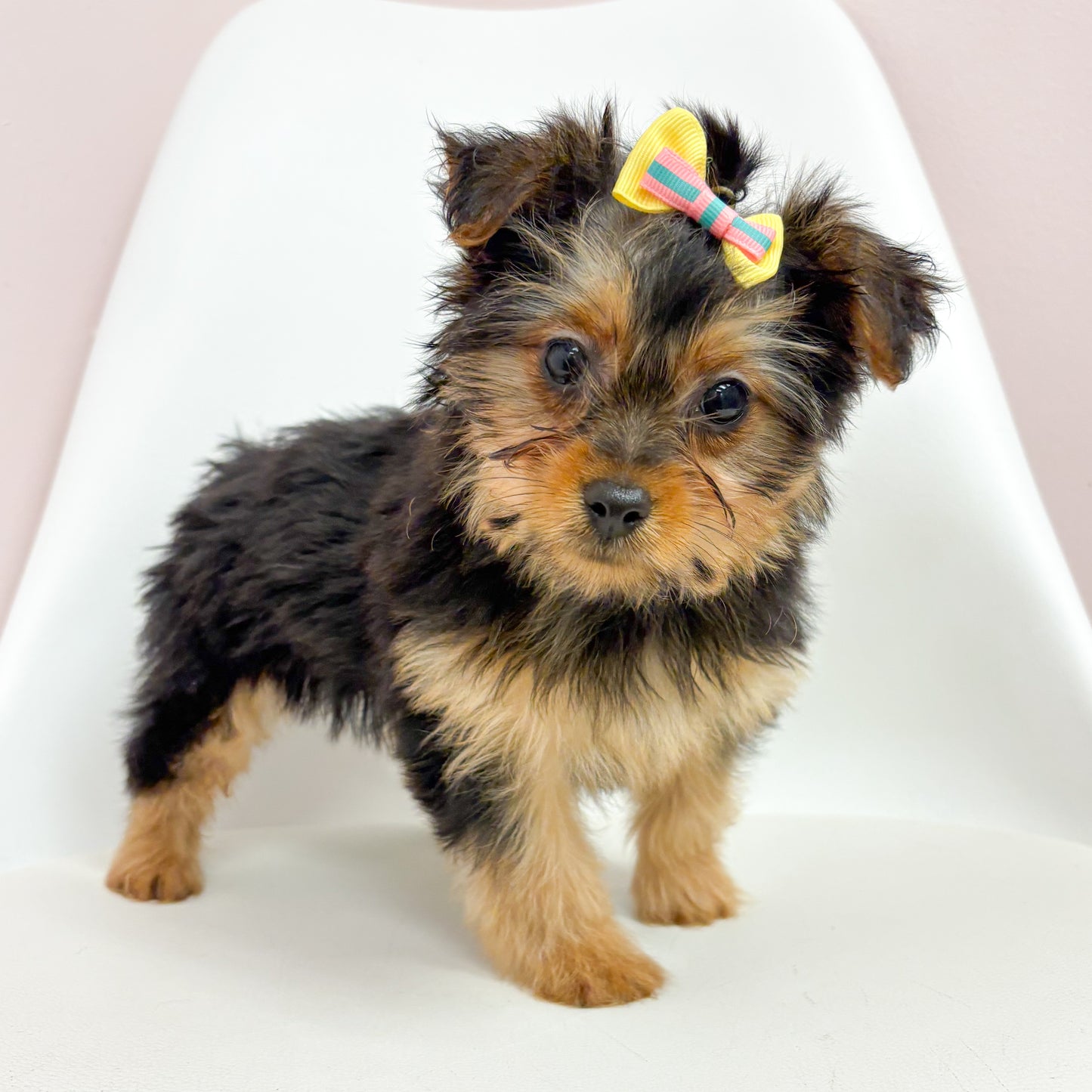 Belle- Female Silky Terrier