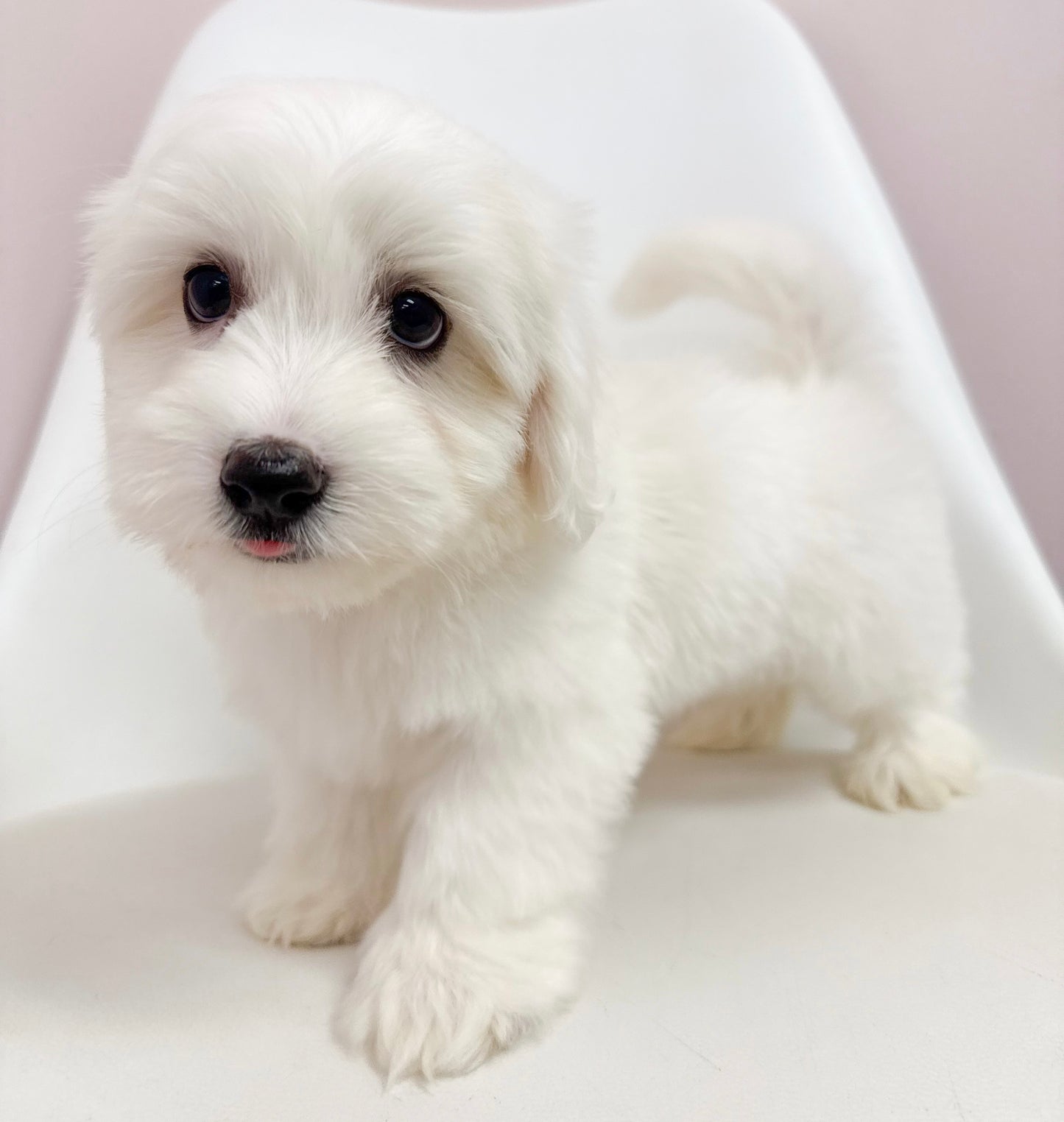 Marcel- Male Coton De Tulear