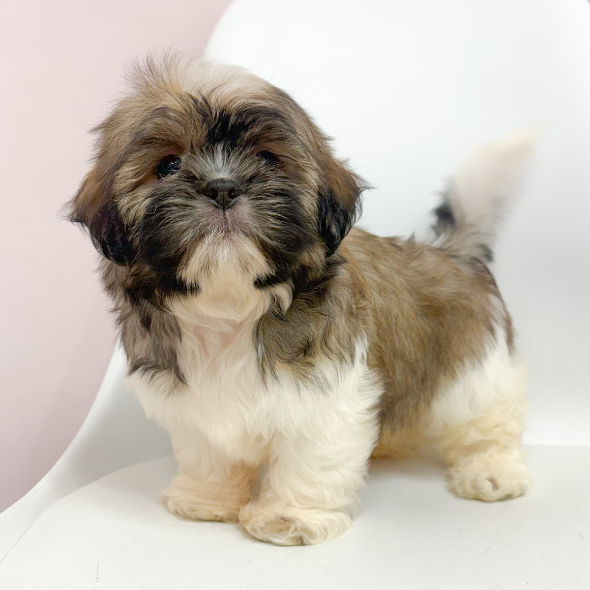 Otis- Male Shih Tzu