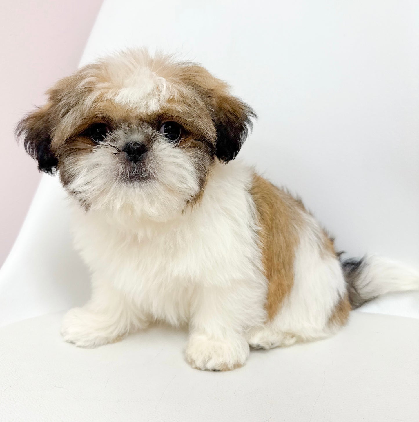 Petey - Male Shih Tzu