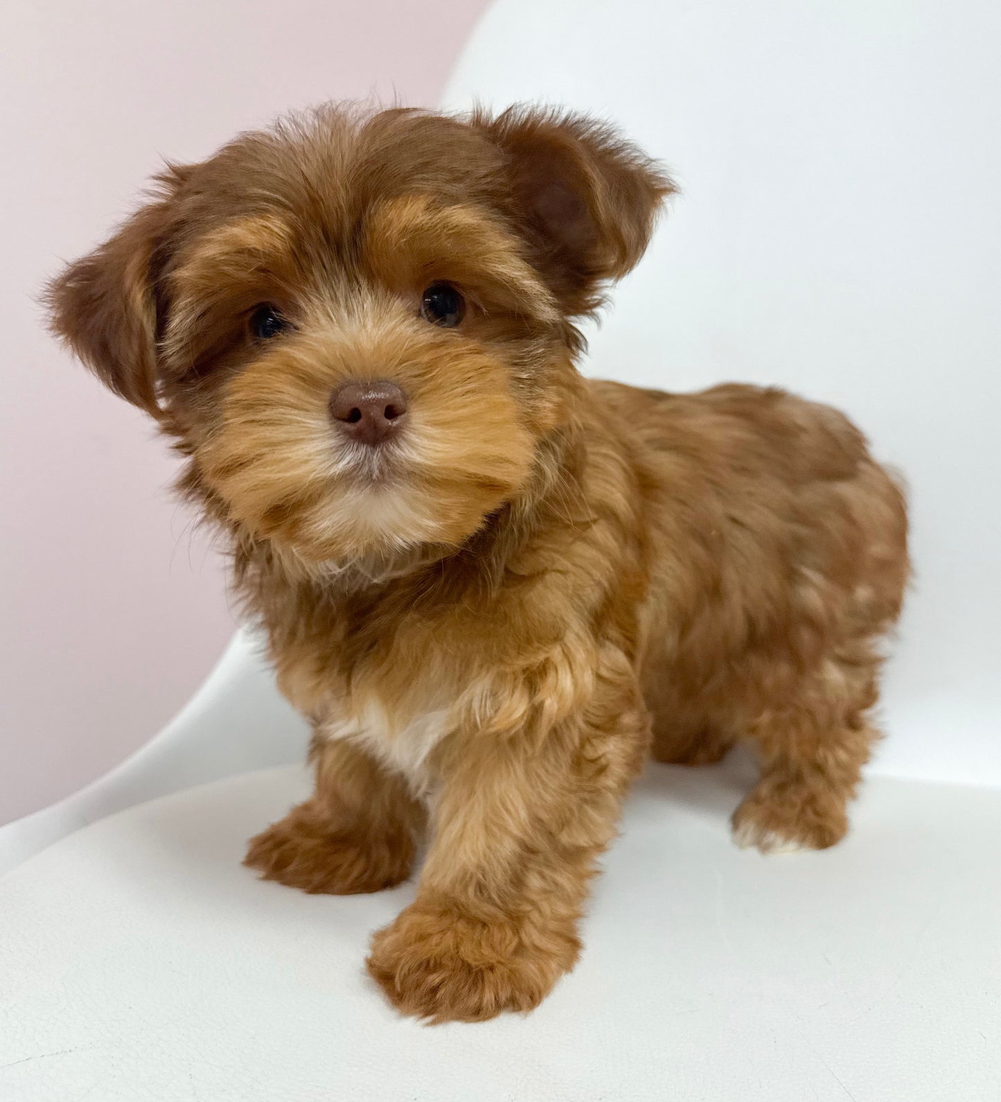 George- Male Yorkie