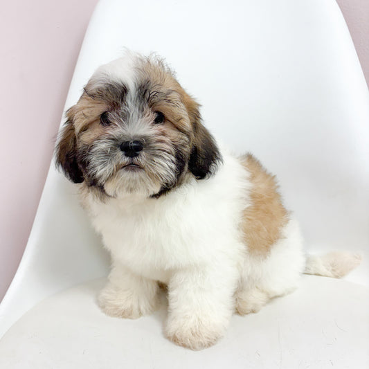 Sammy-Male Teddy Bear