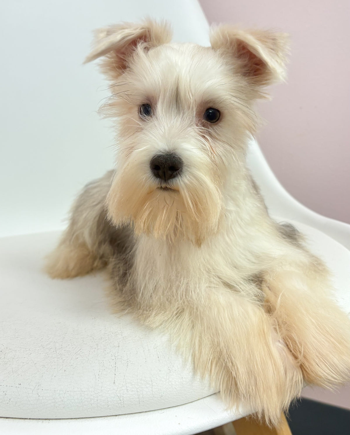 Sammy-Male Mini Schnauzer