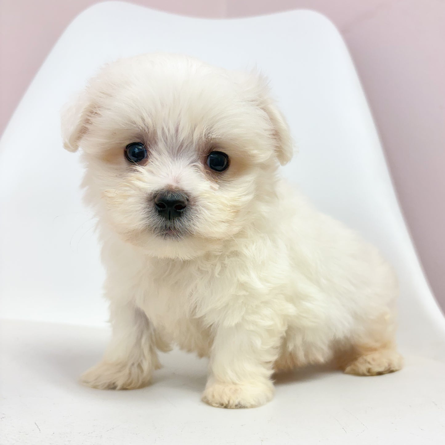 Benny- Male Maltese