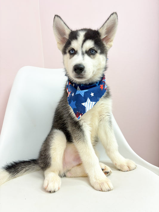 Thor- Male Siberian Husky