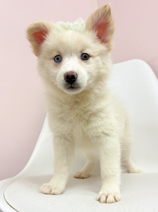 Snow- Female Pomski