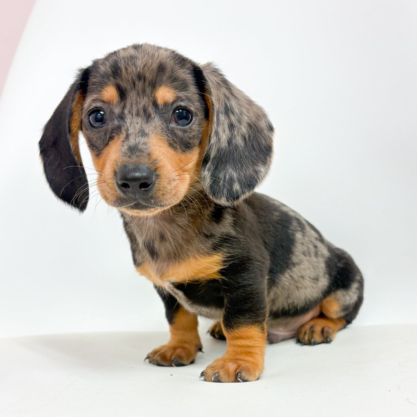 Hansel-Male Mini Dachshund