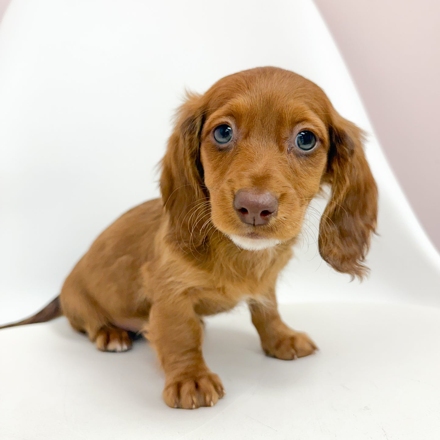 Rudolph - Male Mini Dachshund