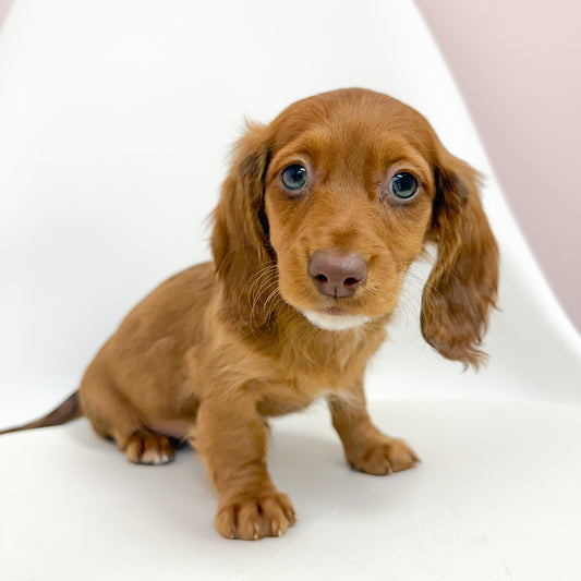 Rudolph - Male Mini Dachshund