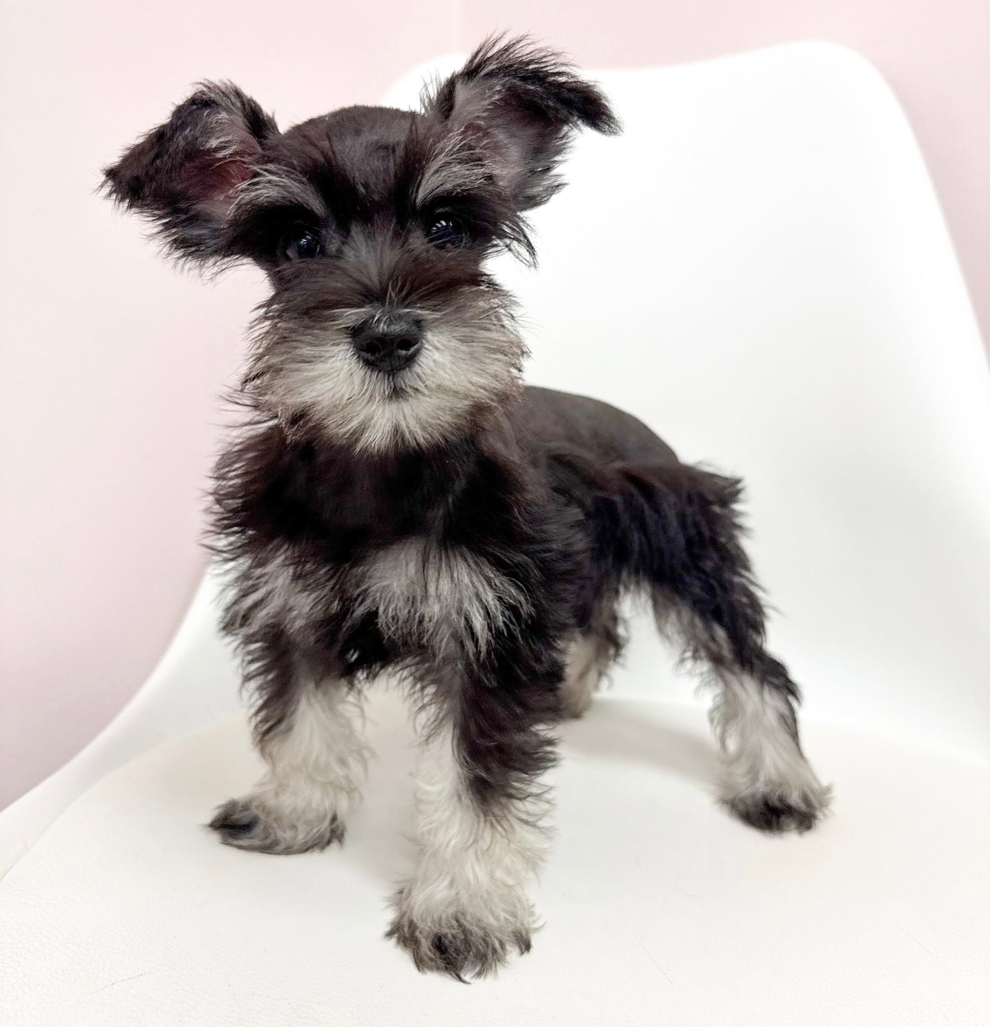 Piper- Female Mini Schnauzer