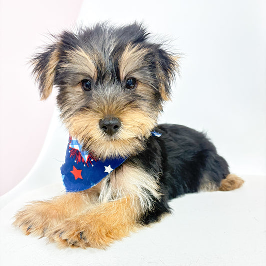 Rocco-Male Yorkie