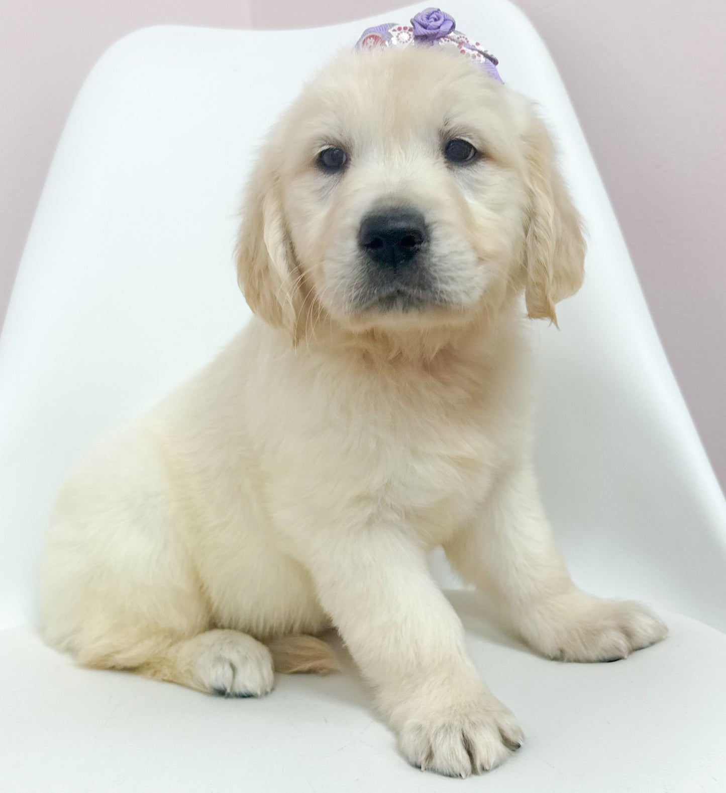 Jolene-Female Golden Retriever