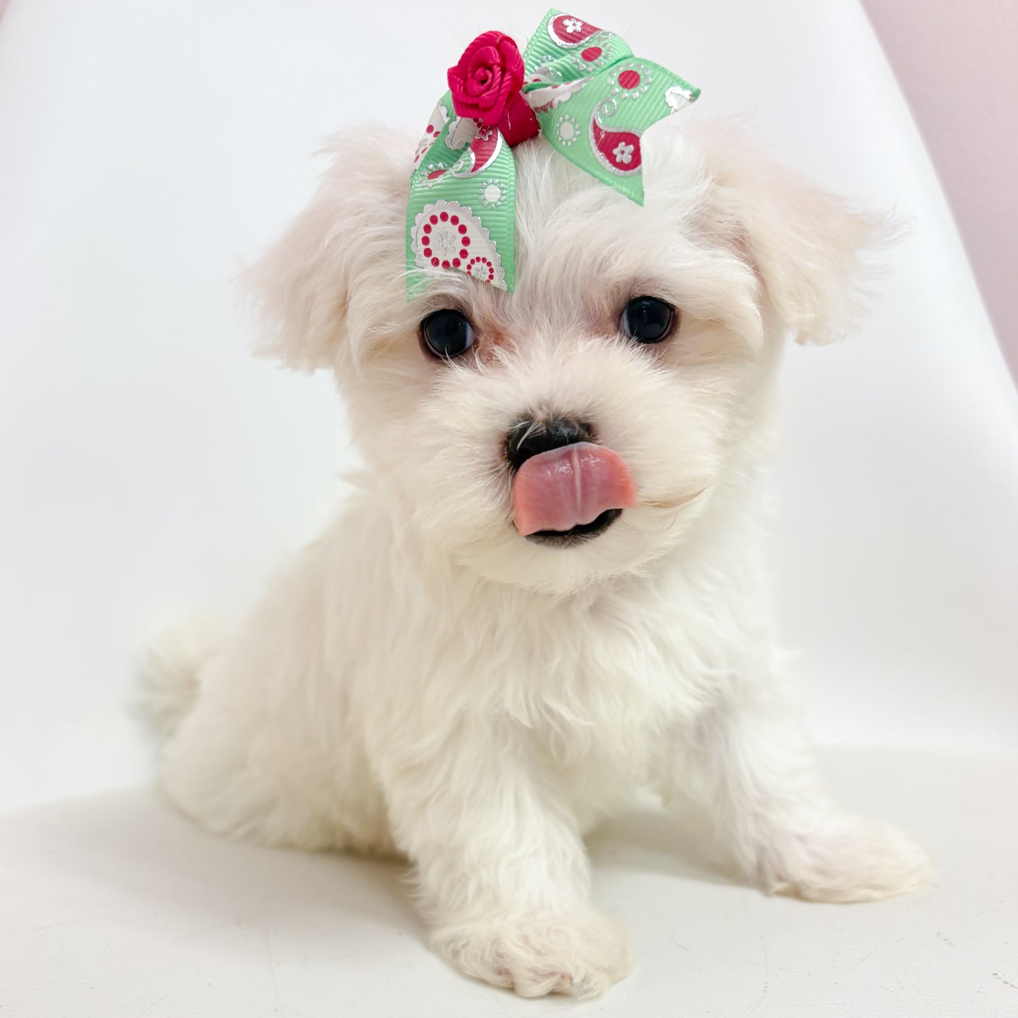 Paisley-Female Maltese