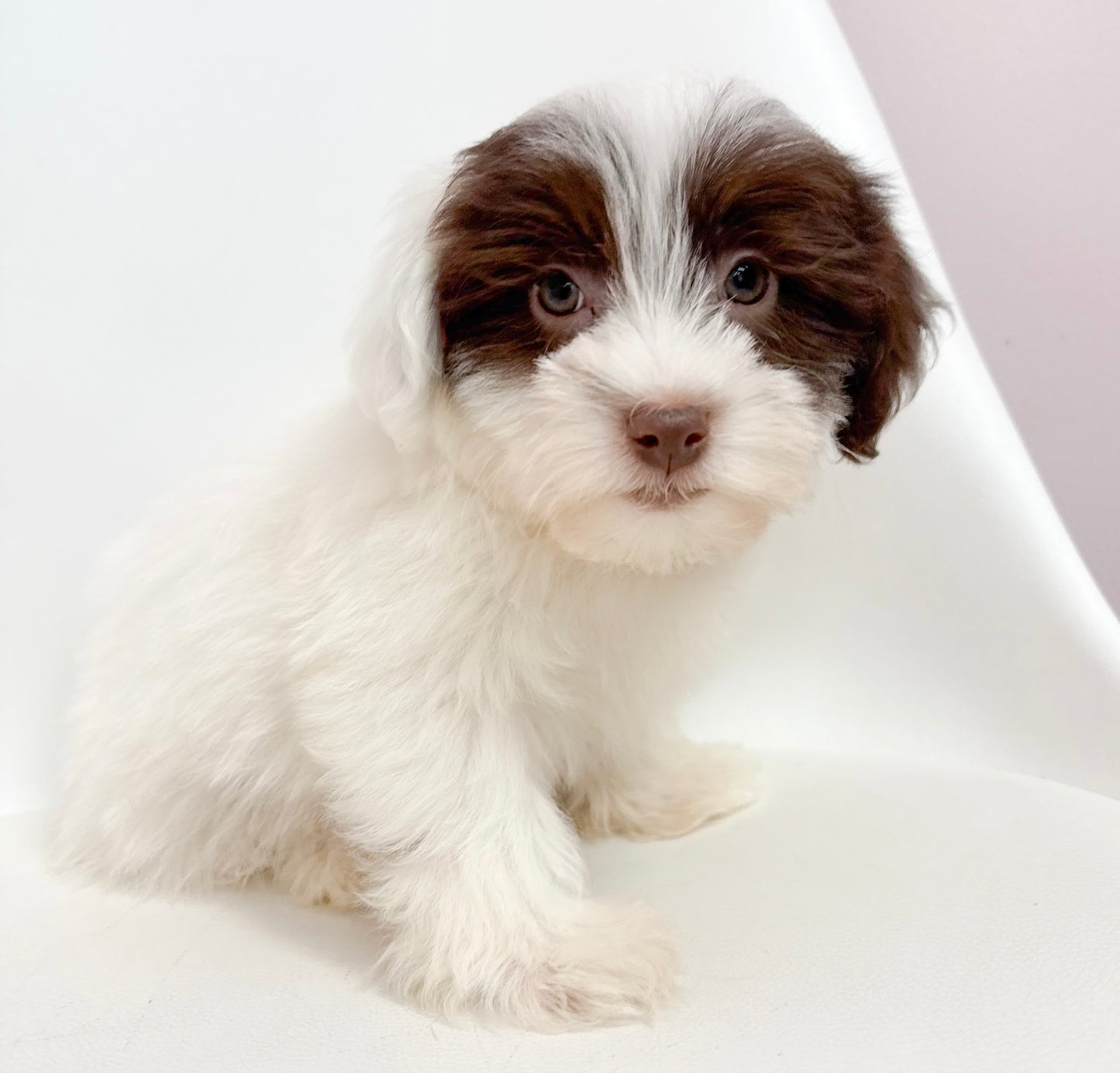 Hugo- Male Havanese