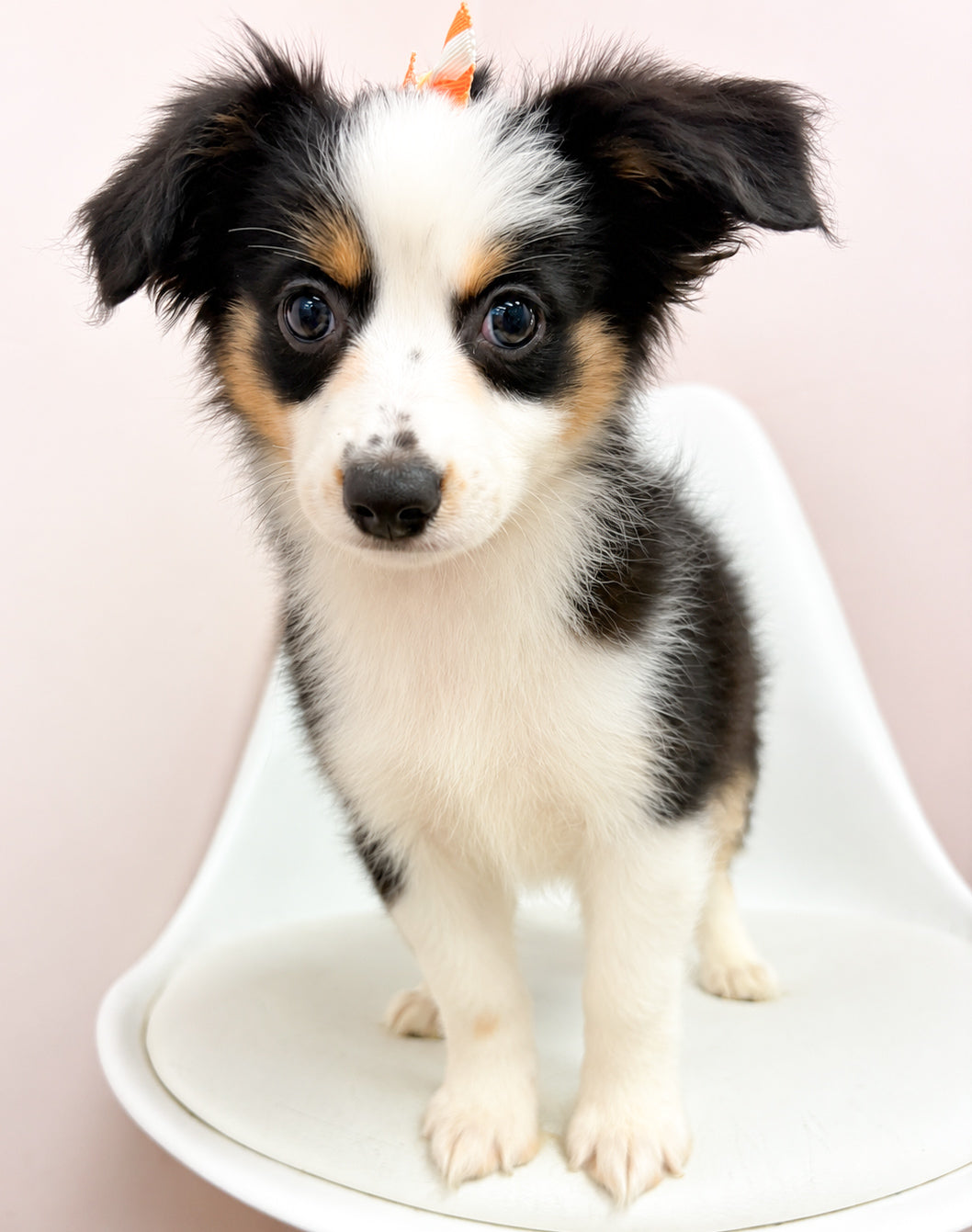 Lexi- Female Mini Australian Shepherd