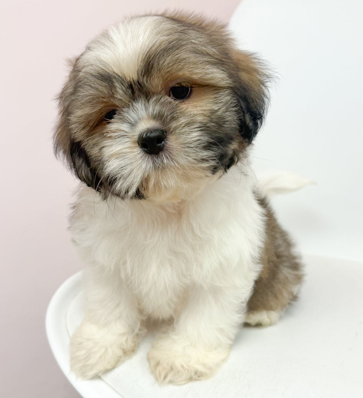 Finn- Male Shih Tzu