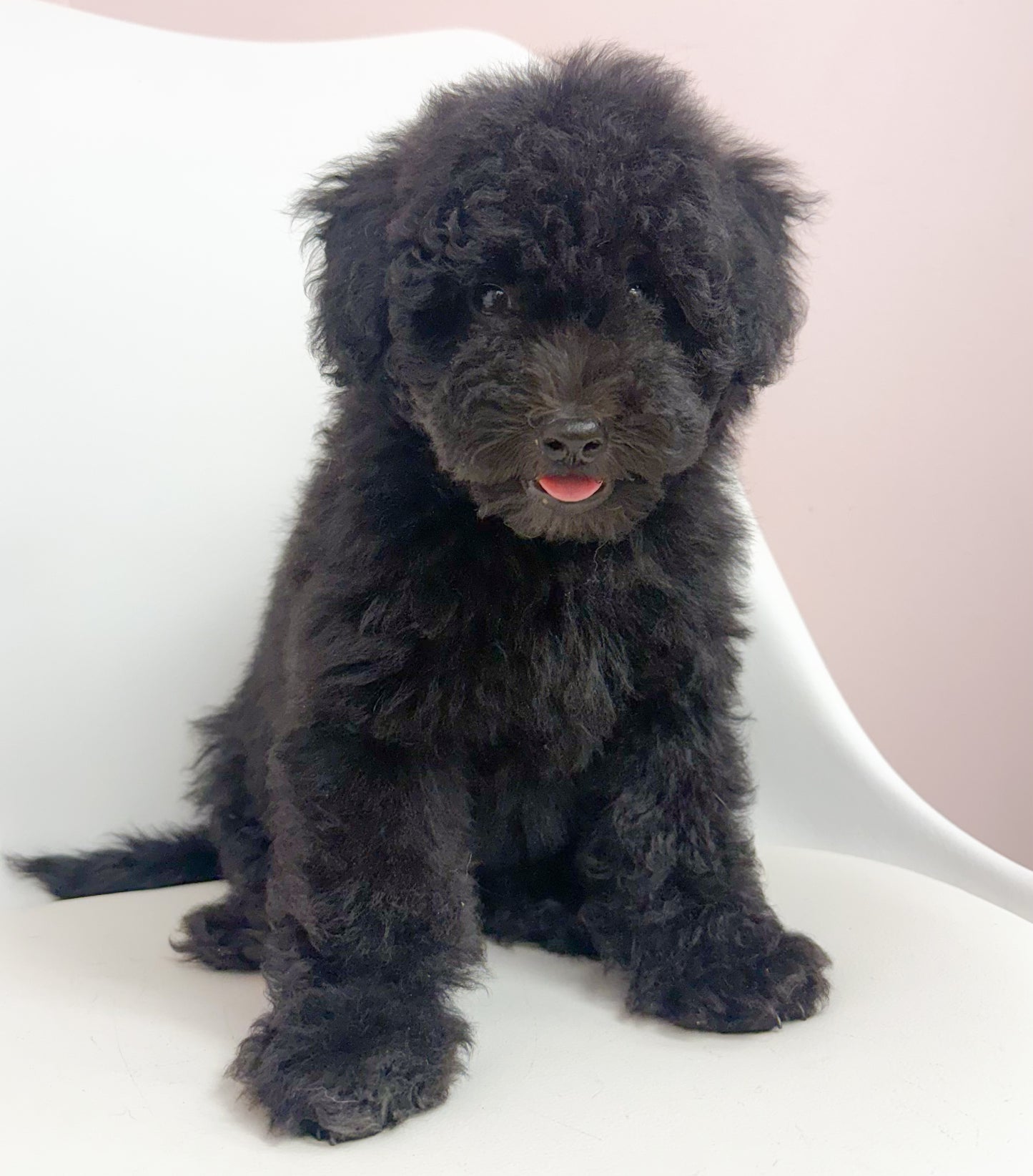 Dillon- Male Doxiepoo