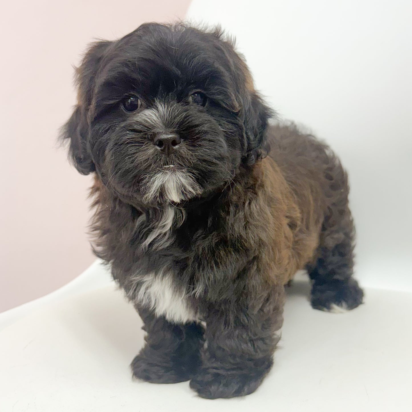 Bernard- Male Shipoo