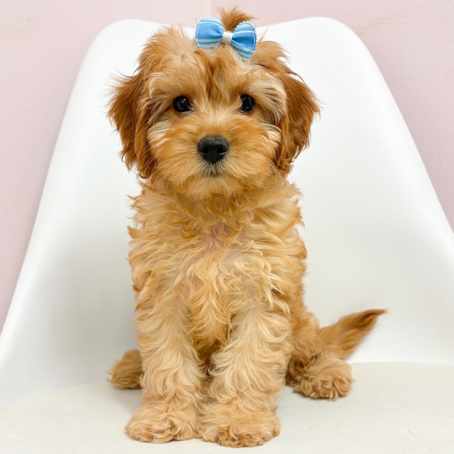 Candi- Female Cavapoo