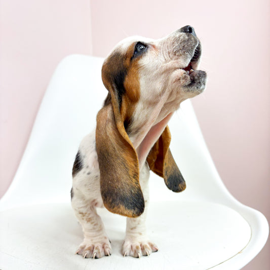 Wilma-Female Basset Hound