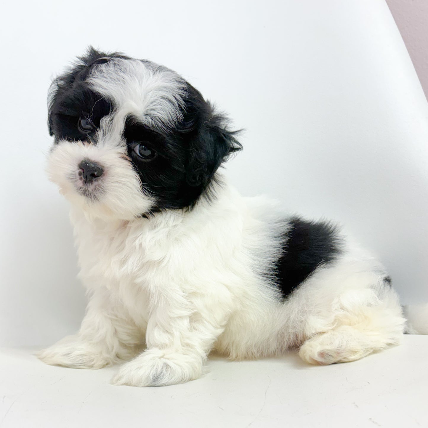 Oreo-Male Maltizu
