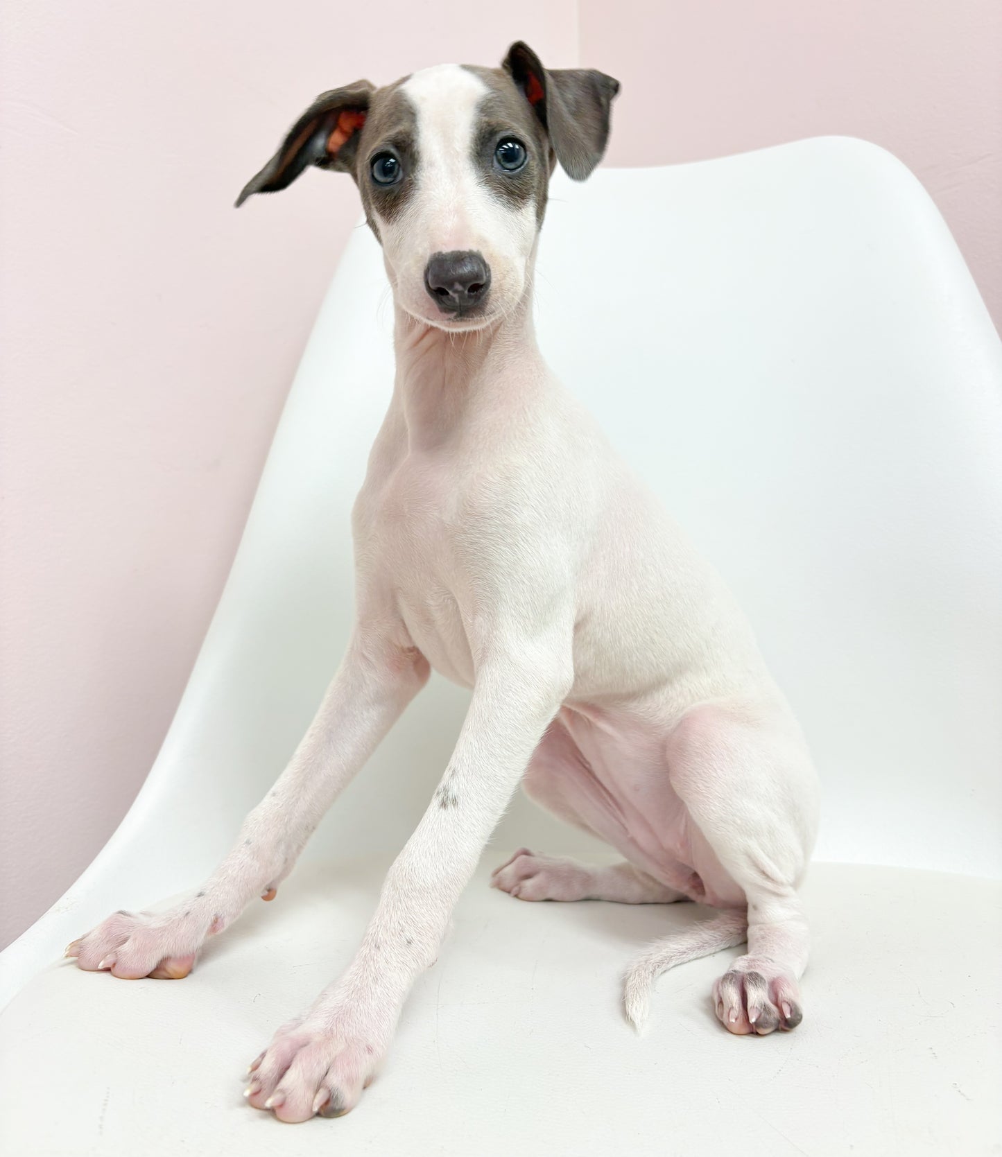 Sofia- Female Italian Greyhound