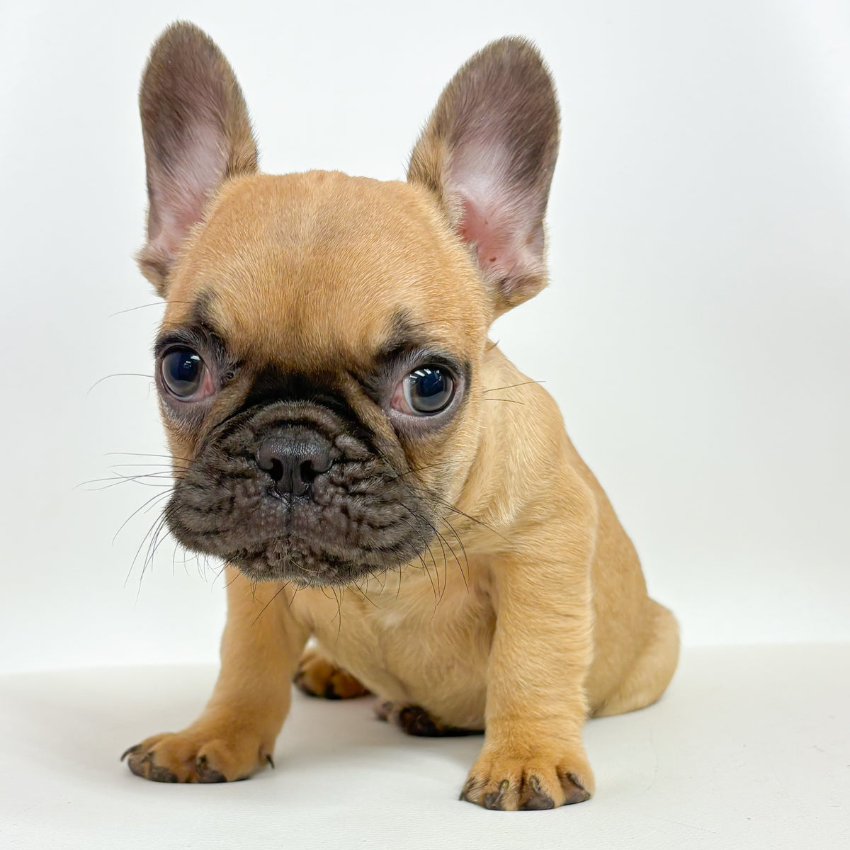 Felix- Male French Bulldog