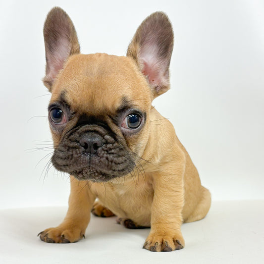 Felix- Male French Bulldog
