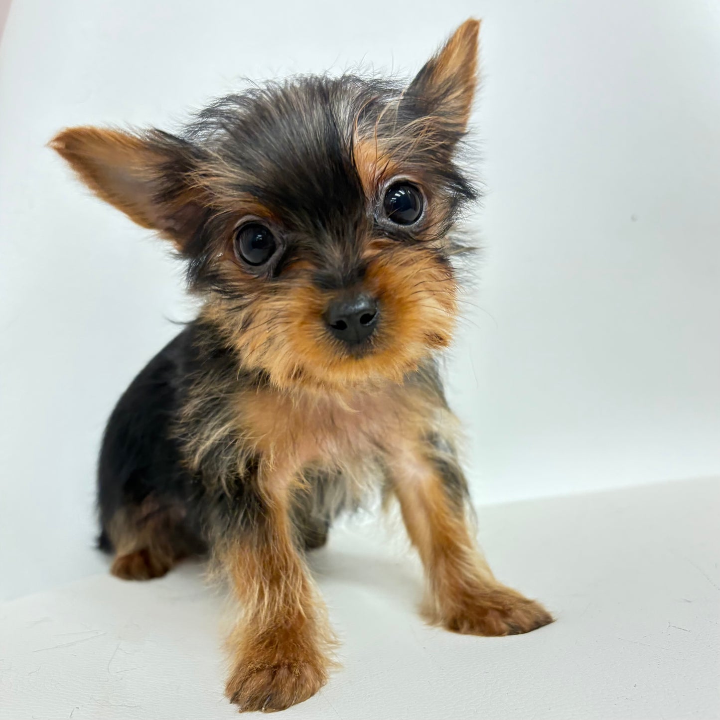 Louie- Male Yorkie