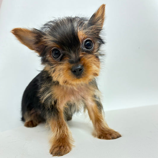 Louie- Male Yorkie
