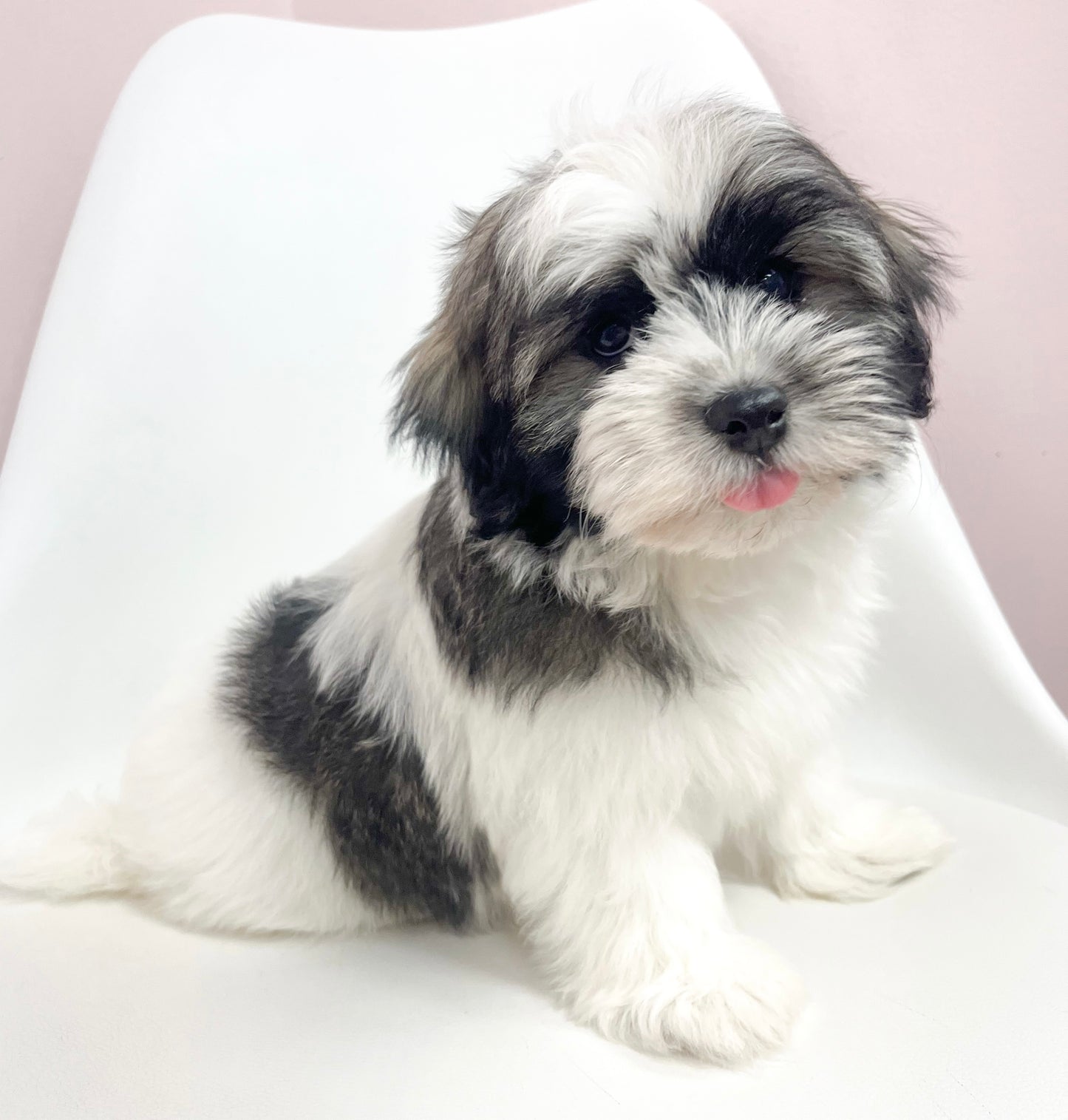 Henry- Male Havanese