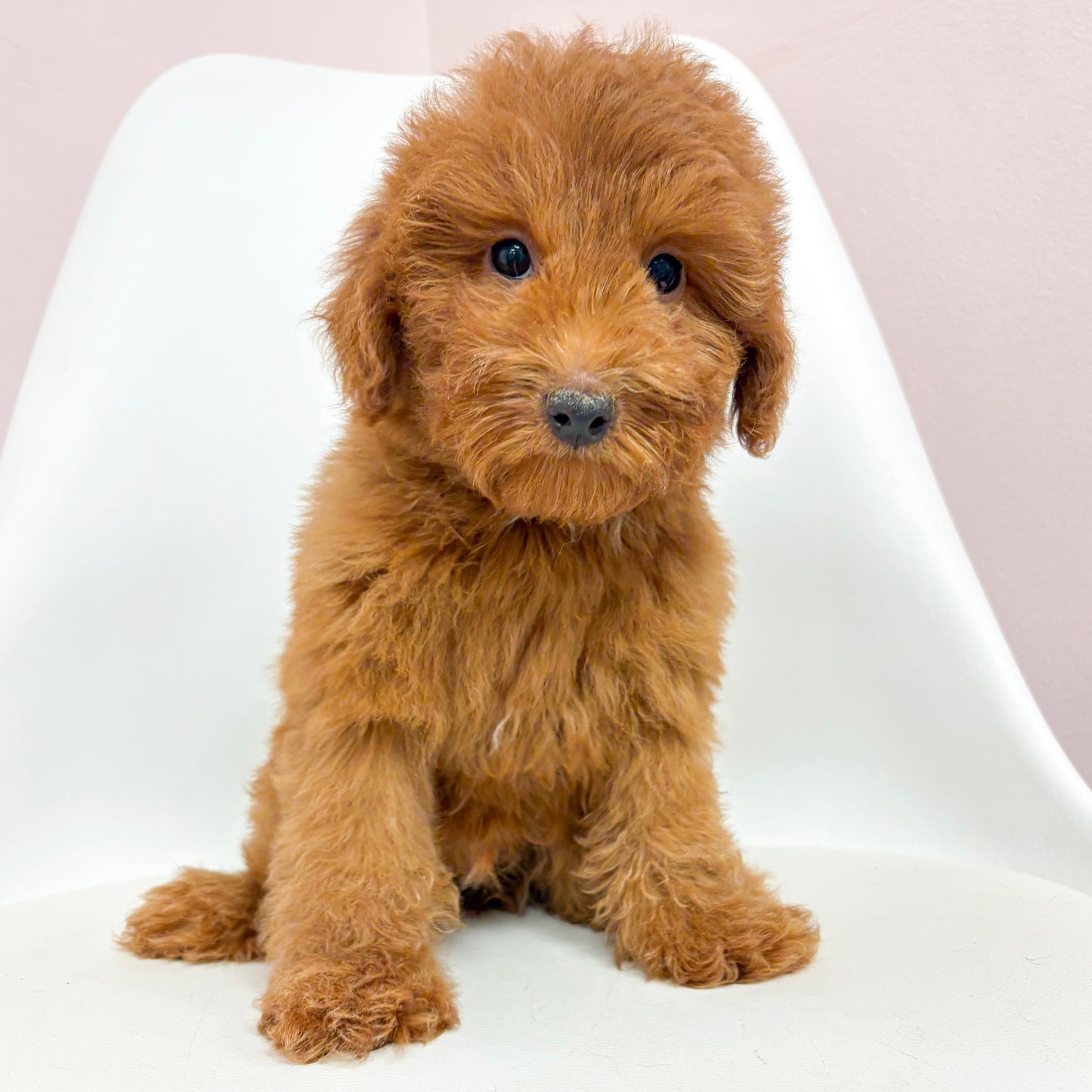 Clint- Male Goldendoodle
