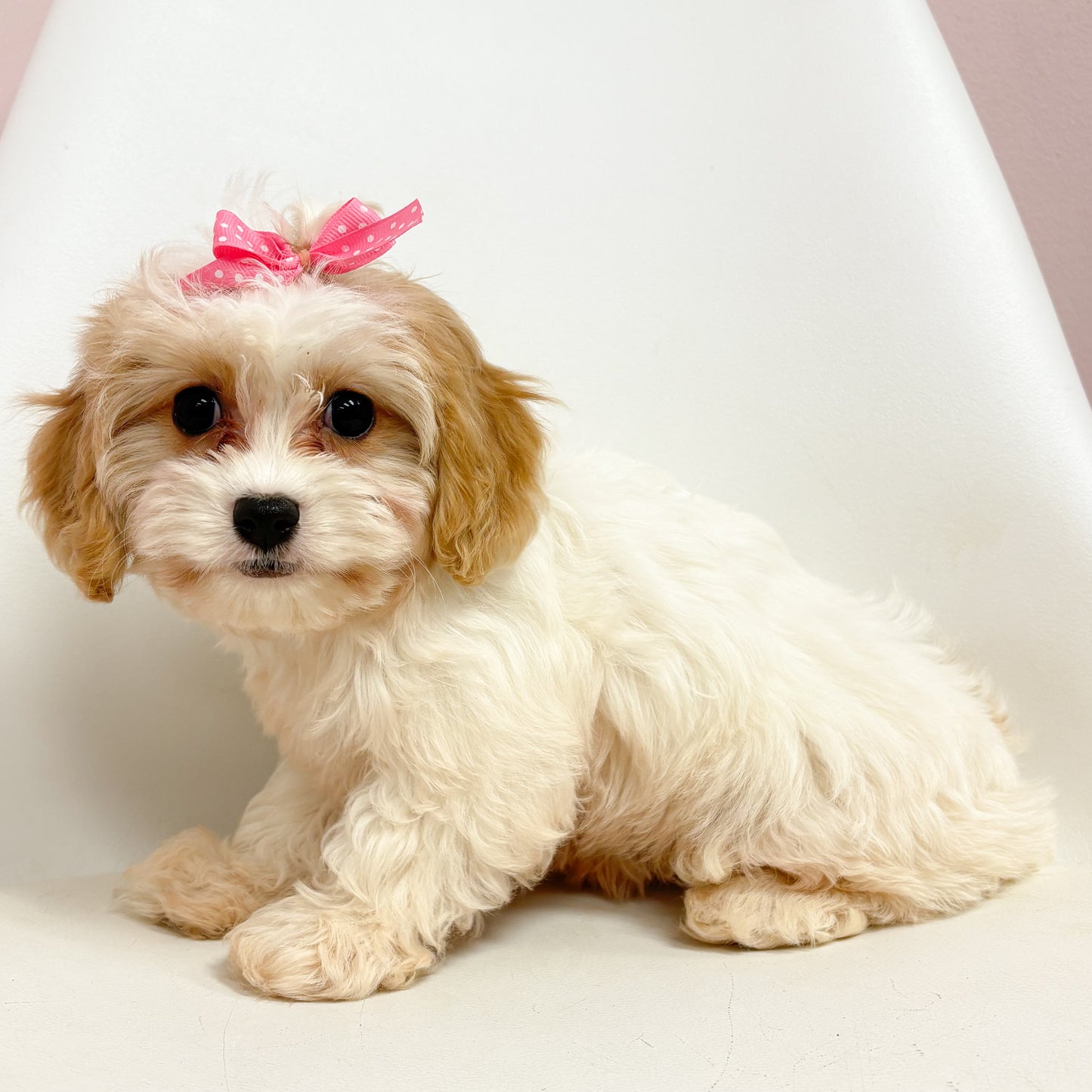 Lulu- Female Cavachon