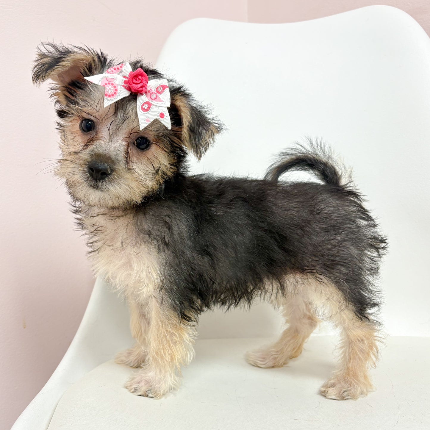 Izzy- Female Silktese