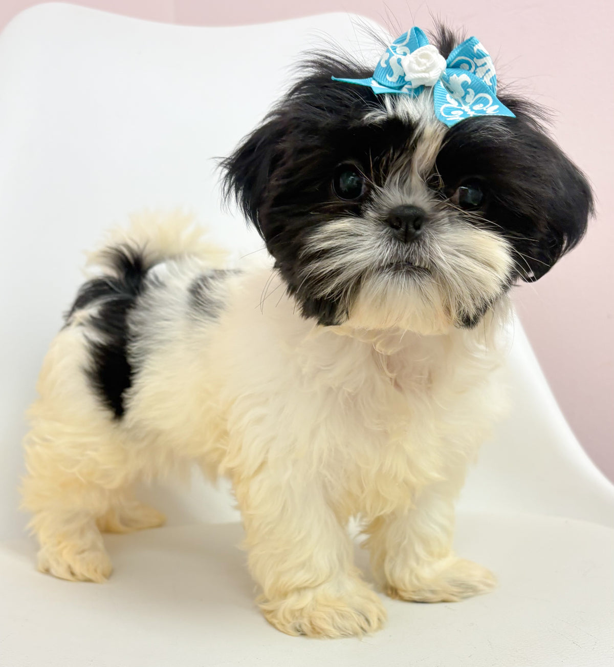 Hattie- Female Shih Tzu