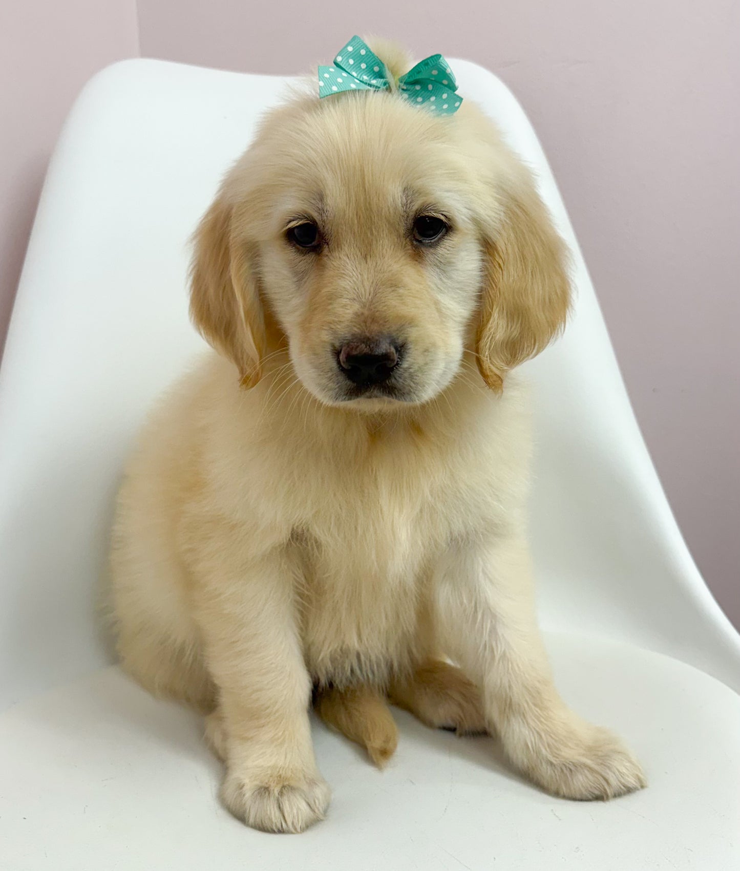 Lucy-Female Golden Retriever