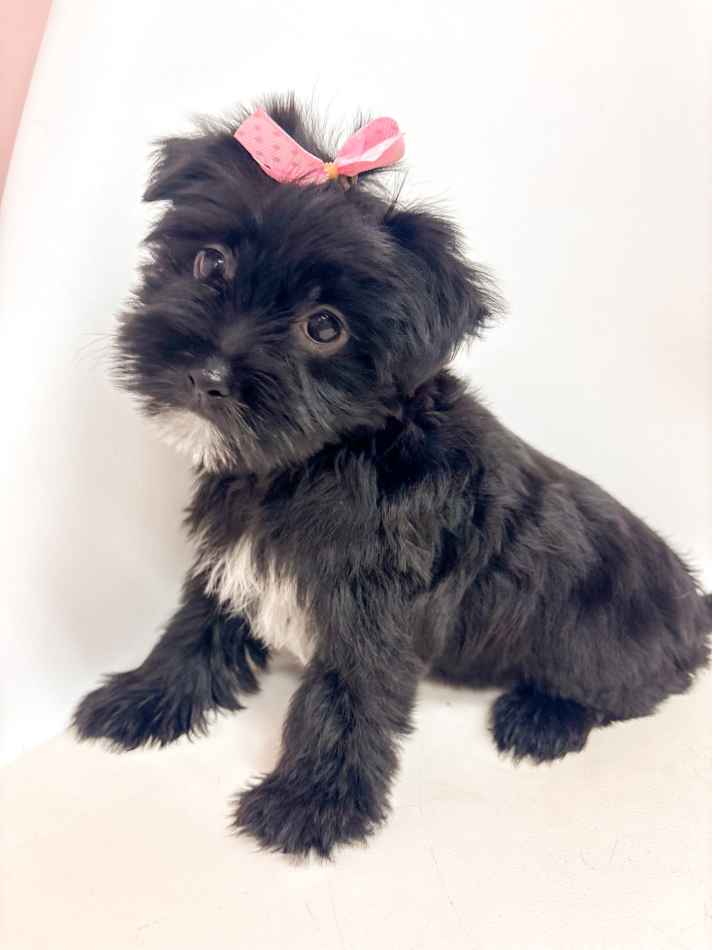 Darla- Female Morkie