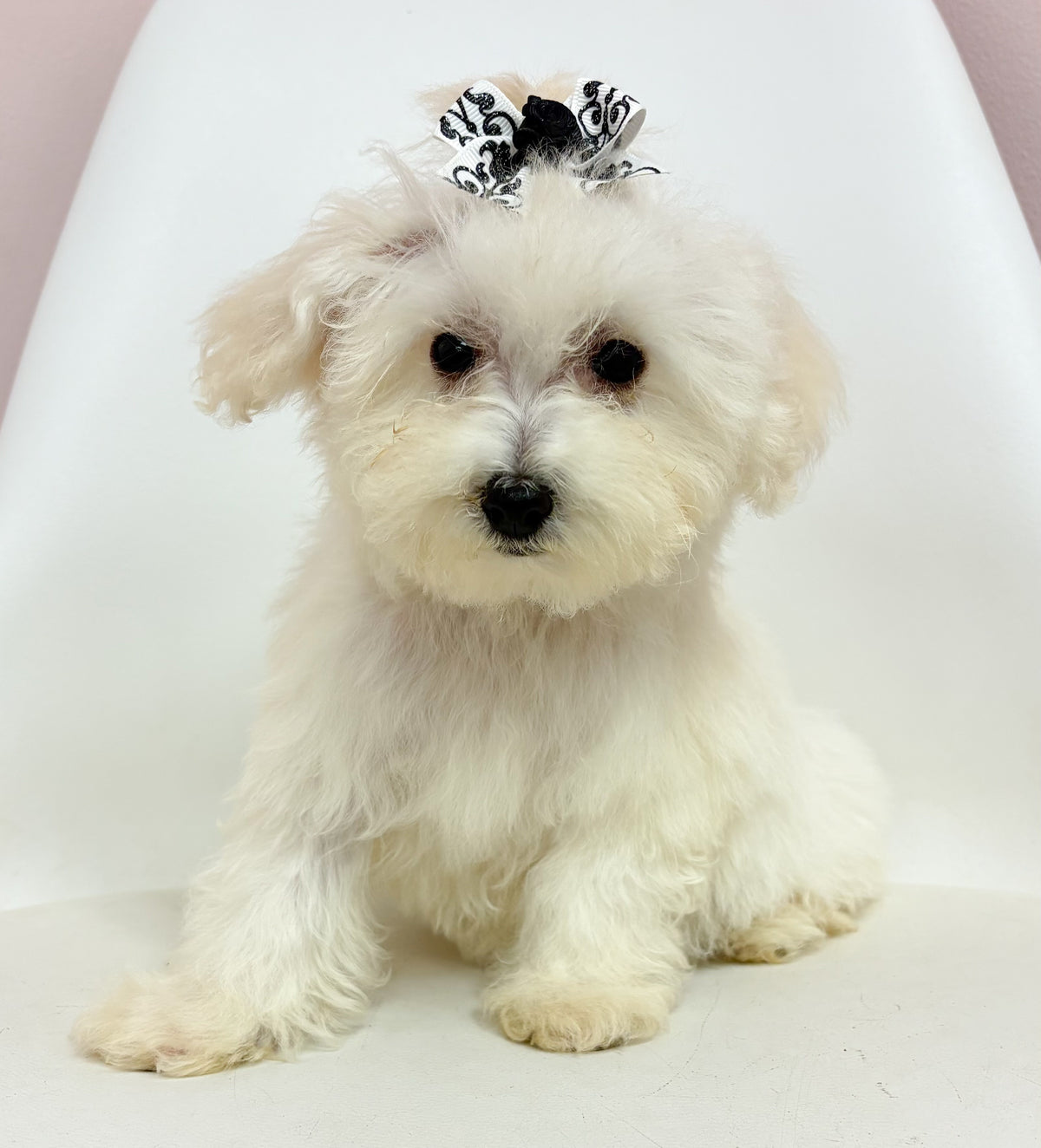 Cookie- Female Bichon-poo