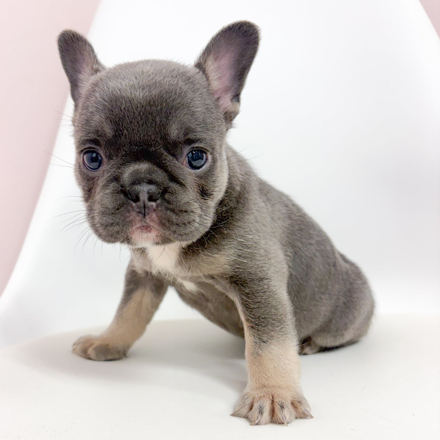 Diva- Female French Bulldog