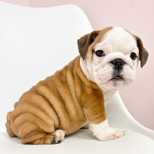 Meatball- Male English Bulldog
